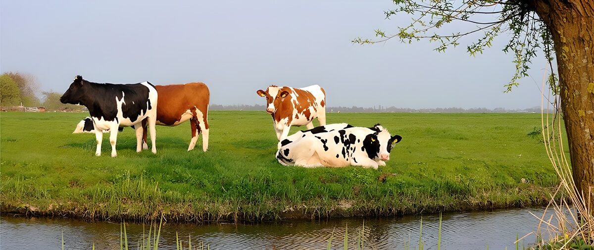 TPFR81051: Vaches paisibles au bord de l'eau