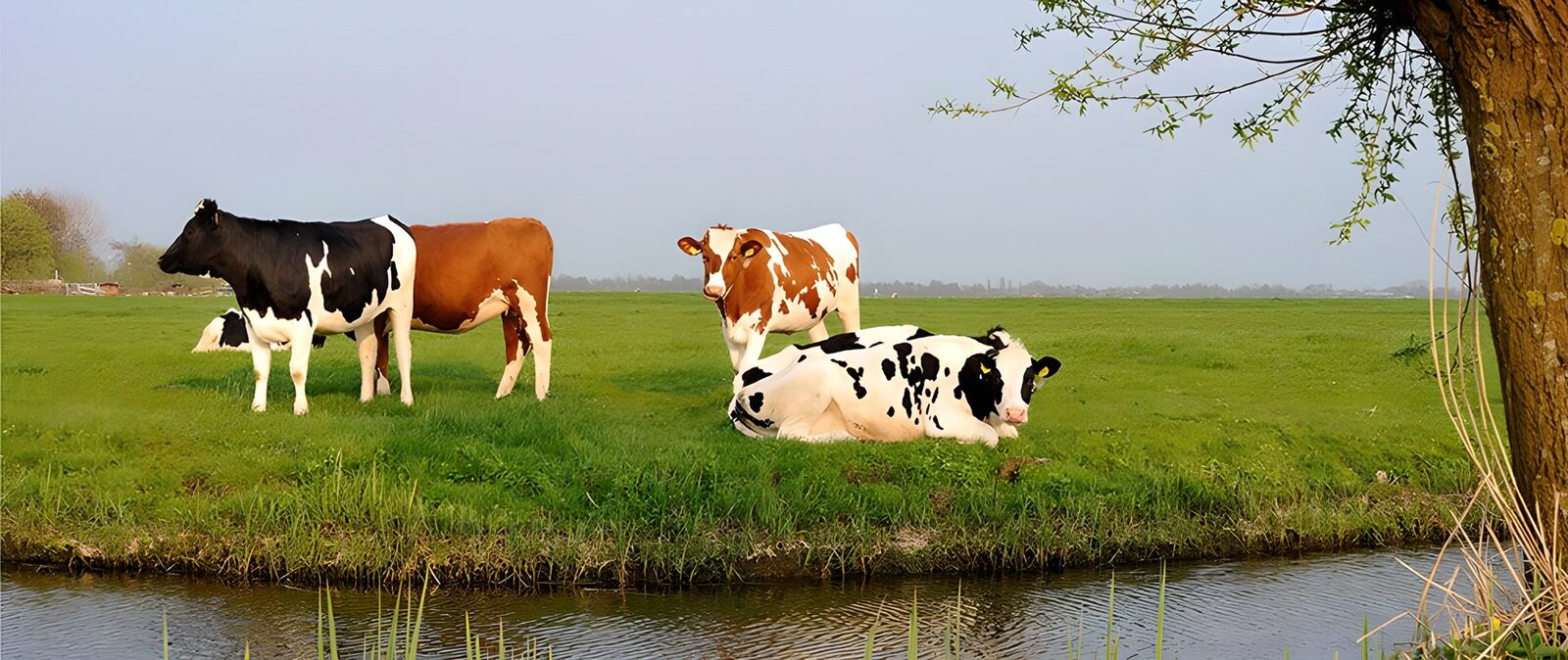 TPFR81051: Vaches paisibles au bord de l'eau