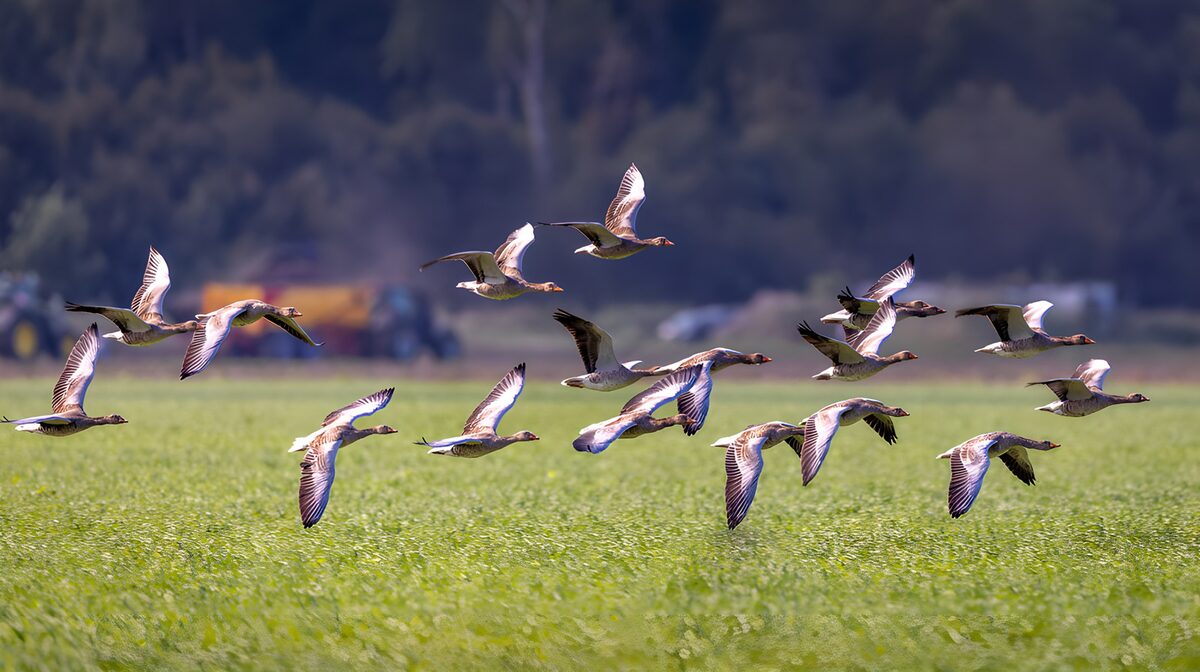 TPFR78741: Vol de canards dans les champs