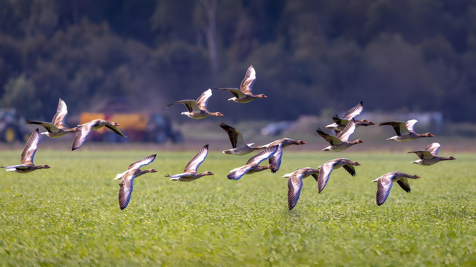 TPFR78741: Vol de canards dans les champs