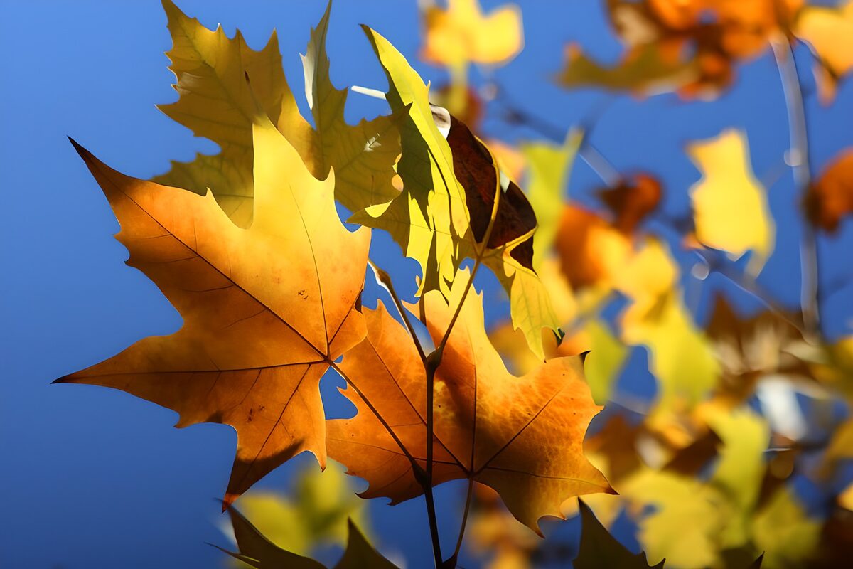 TPFR11123: Feuilles d'automne sous un ciel bleu