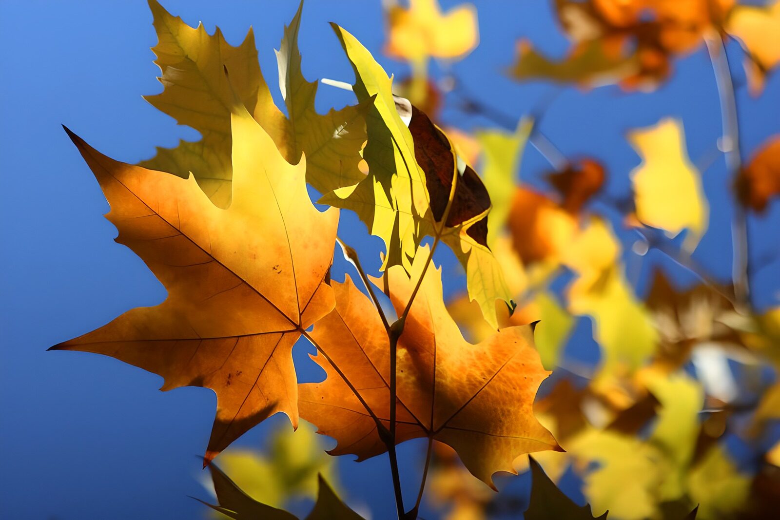 TPFR11123: Feuilles d'automne sous un ciel bleu