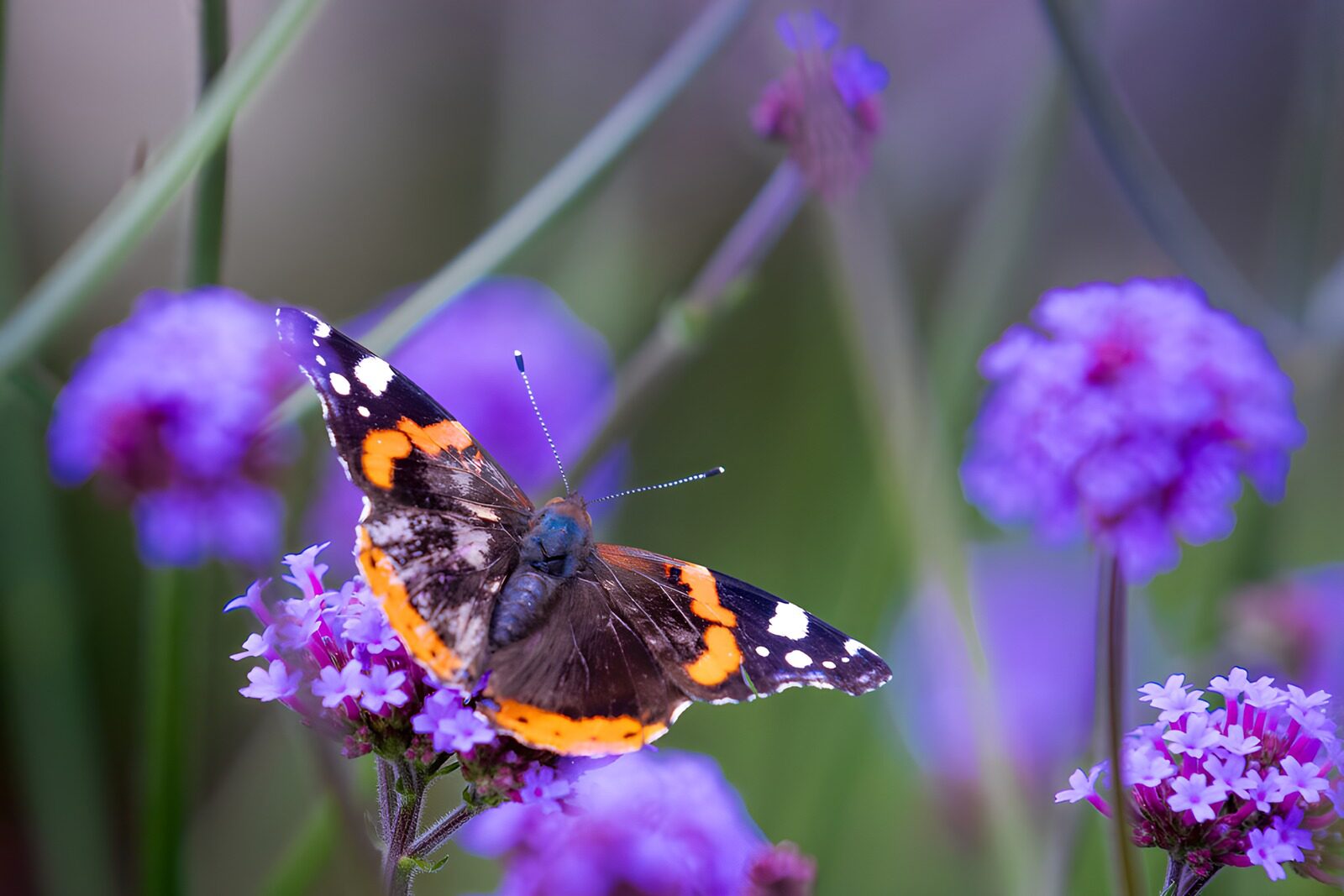 TPFR38584: Vulcain sur fleurs violettes