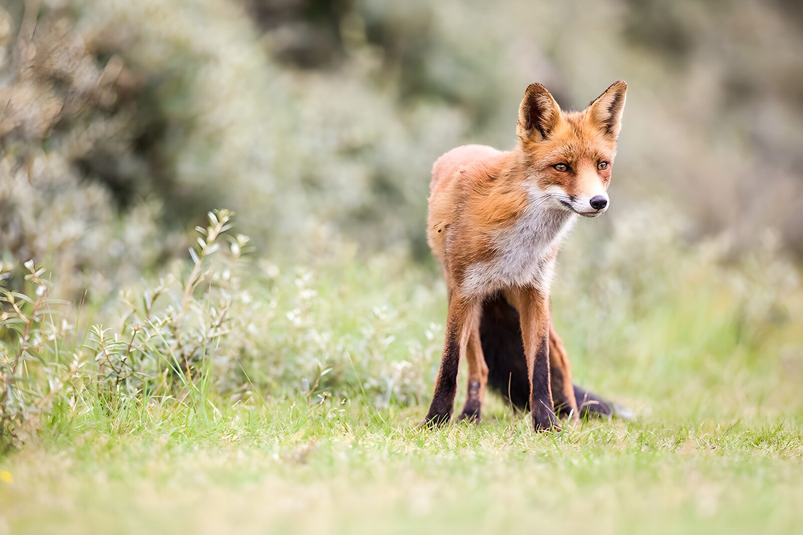 TPFR56563: Renard dans son habitat naturel
