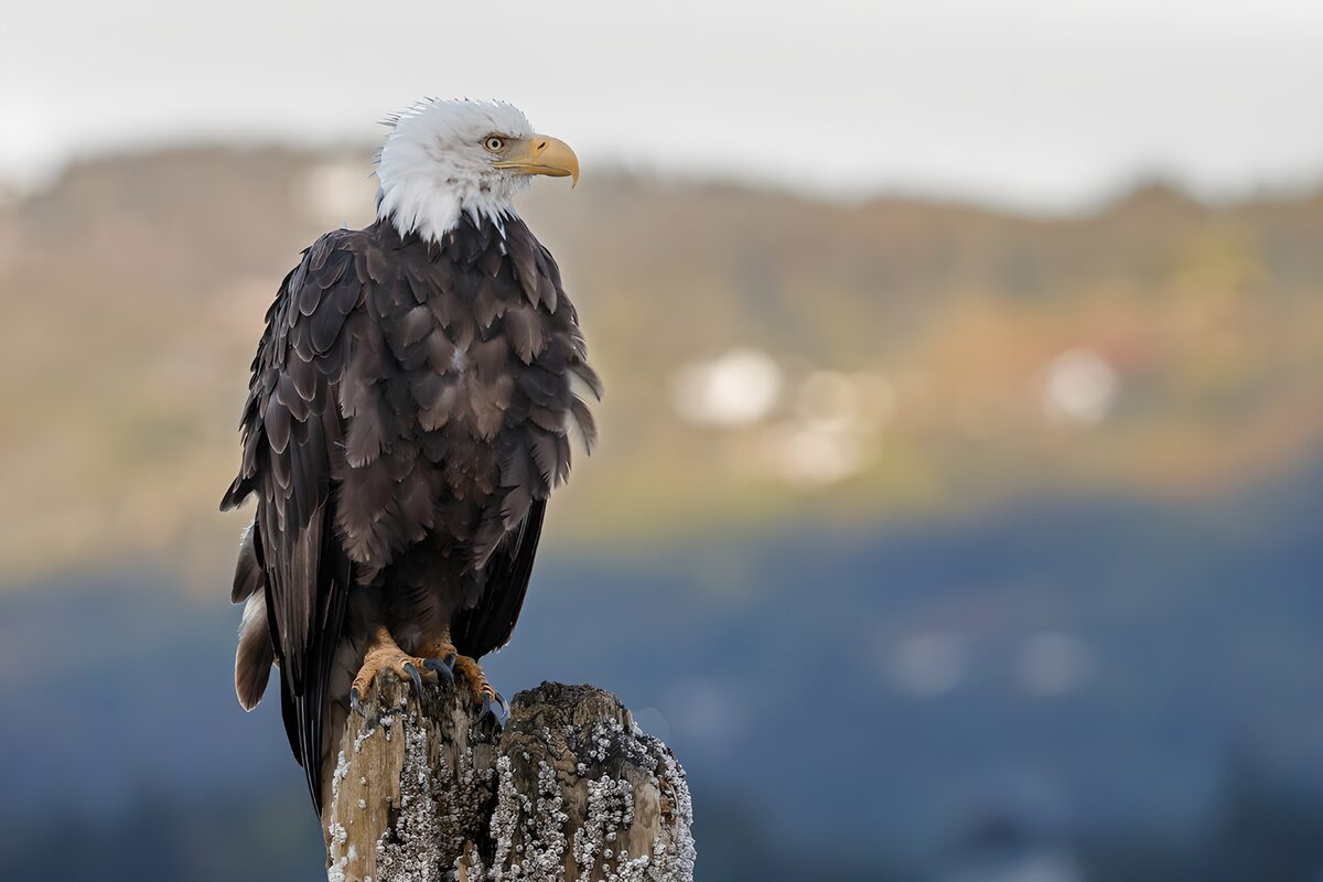TPFR98748: Aigle royal sur un tronçon d'arbre