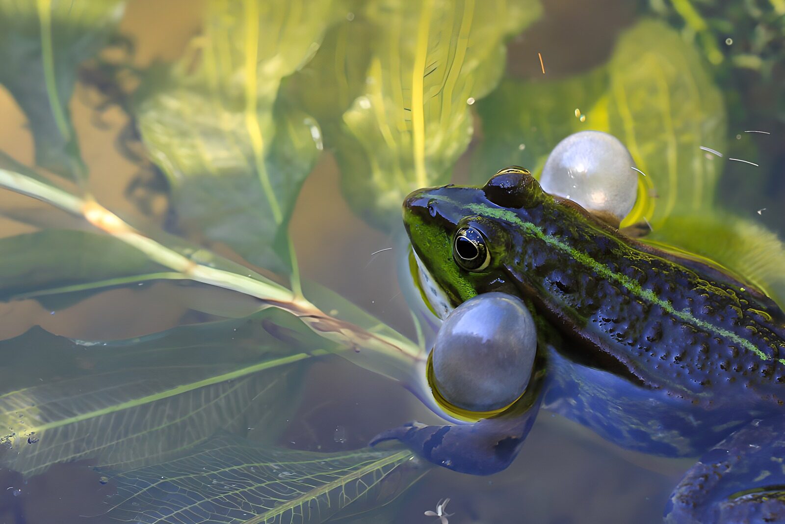TPFR15220: Grenouille parmi les feuilles d'eau