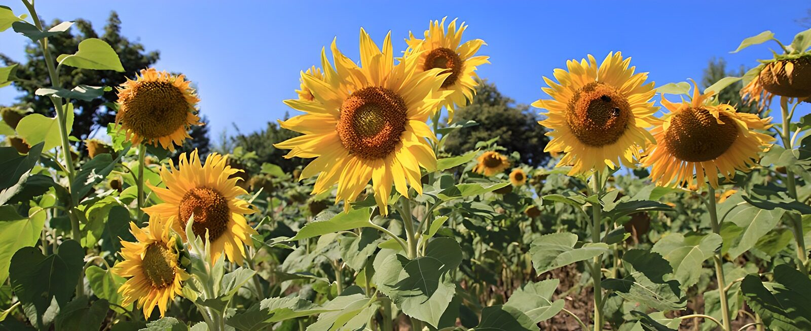 TPFR70406: Champs de tournesols en été
