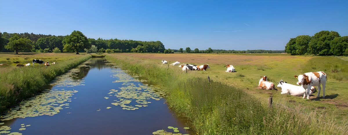 TPFR29805: Vaches paisibles au bord de l'eau