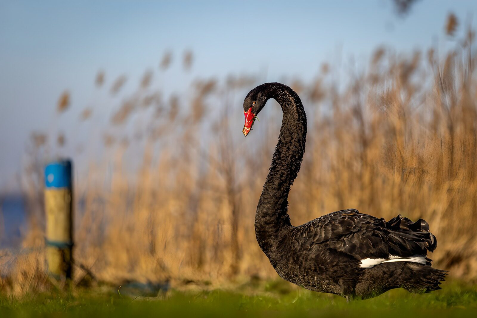 TPFR47017: Cygne noir majestueux au bord de l'eau