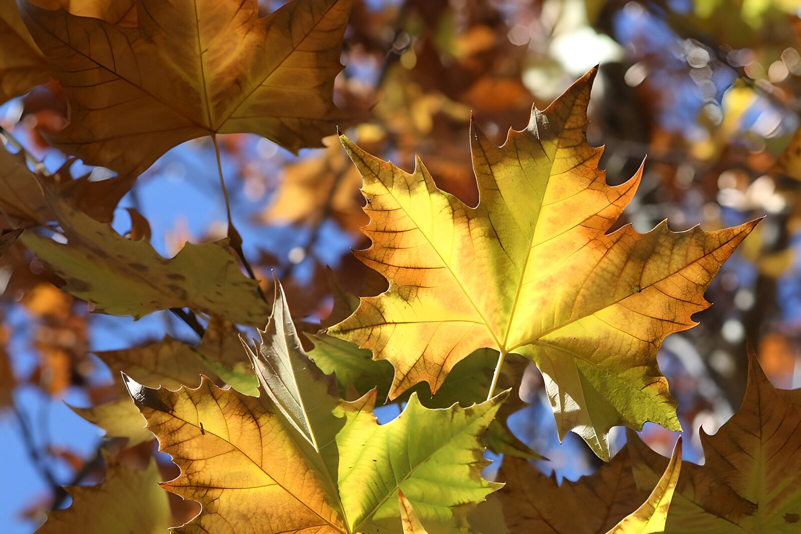 TPFR85511: Feuilles d'automne éclatantes