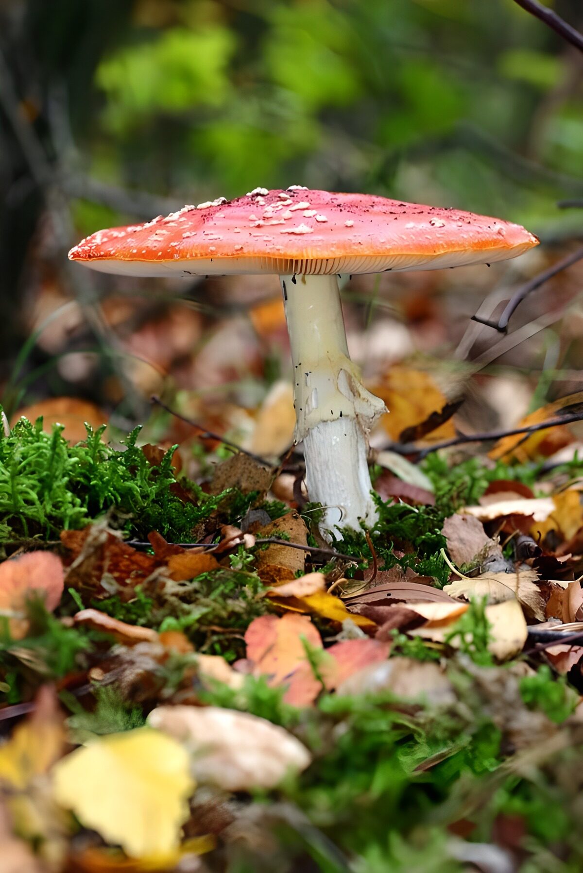 TPFR88456: Champignon rouge dans la forêt