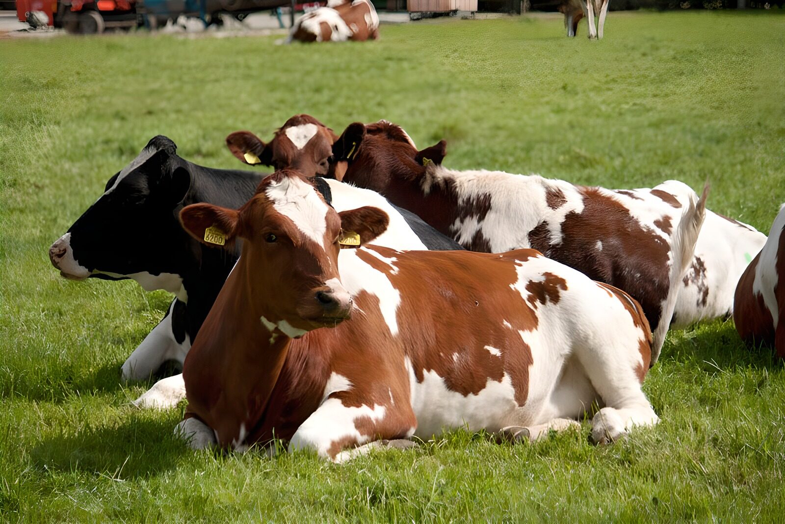 TPFR25724: Vache 14