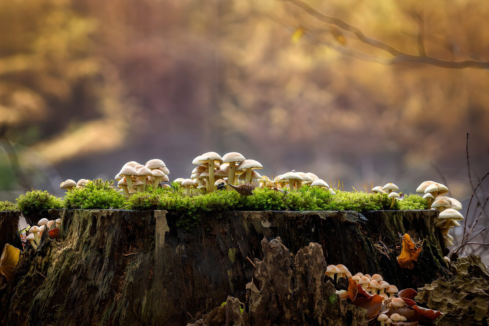TPFR92571: Champignons sur une souche d'arbre en automne