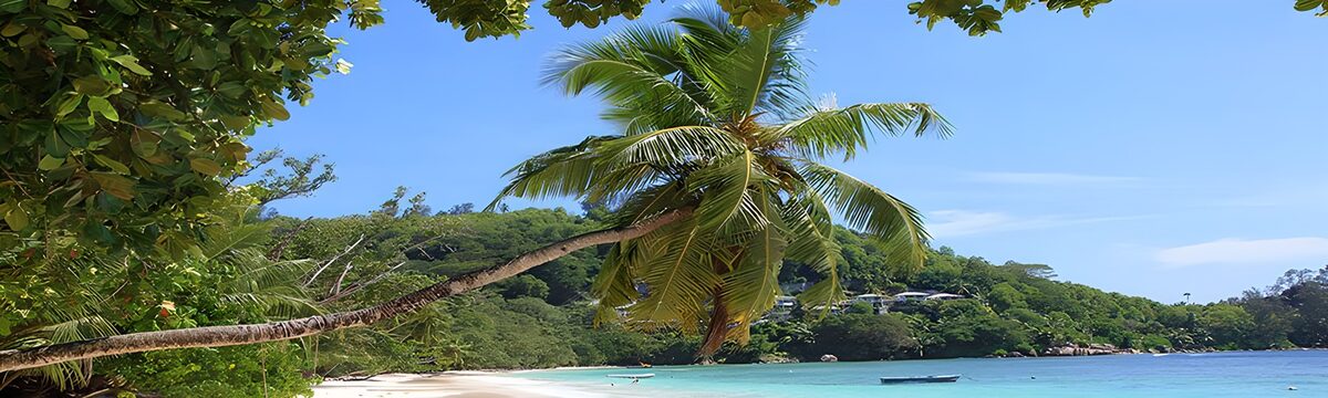 TPFR67614: Plage tranquille sous les palmiers