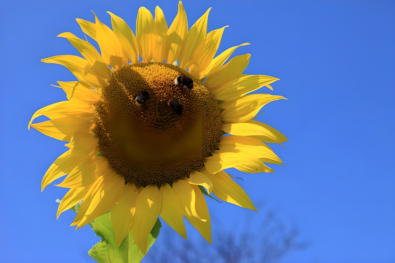 TPFR34040: Tournesol en plein soleil