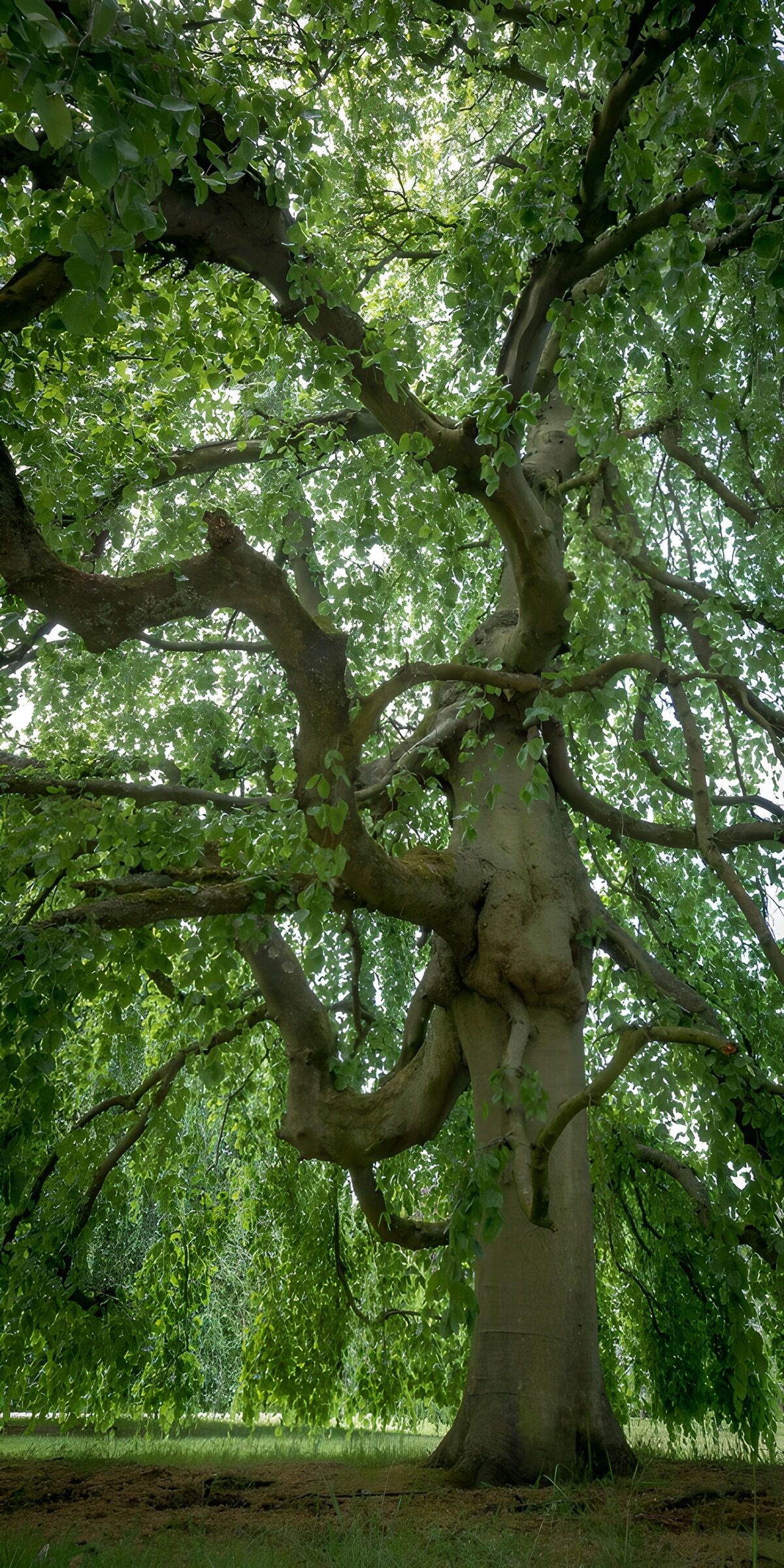TPFR36163: : Arbre majestueux sous un ciel dégagé
