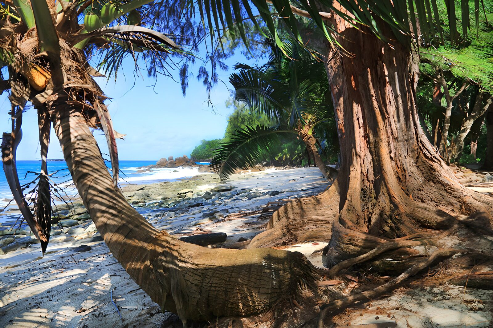 TPFR67763: Plage paisible avec palmiers luxuriants