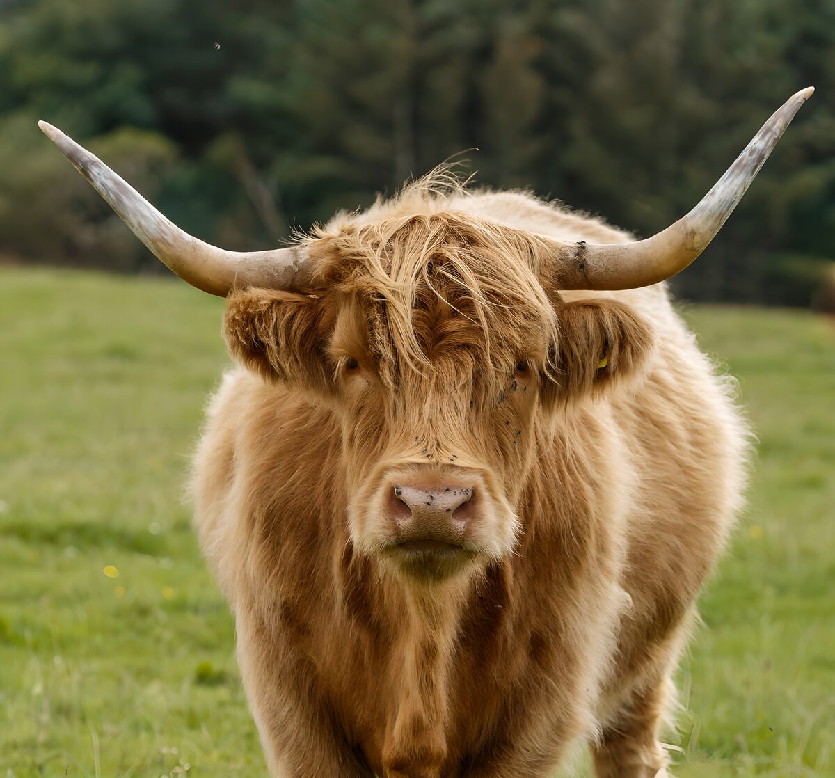 Vache Highland majestueuse dans les prairies