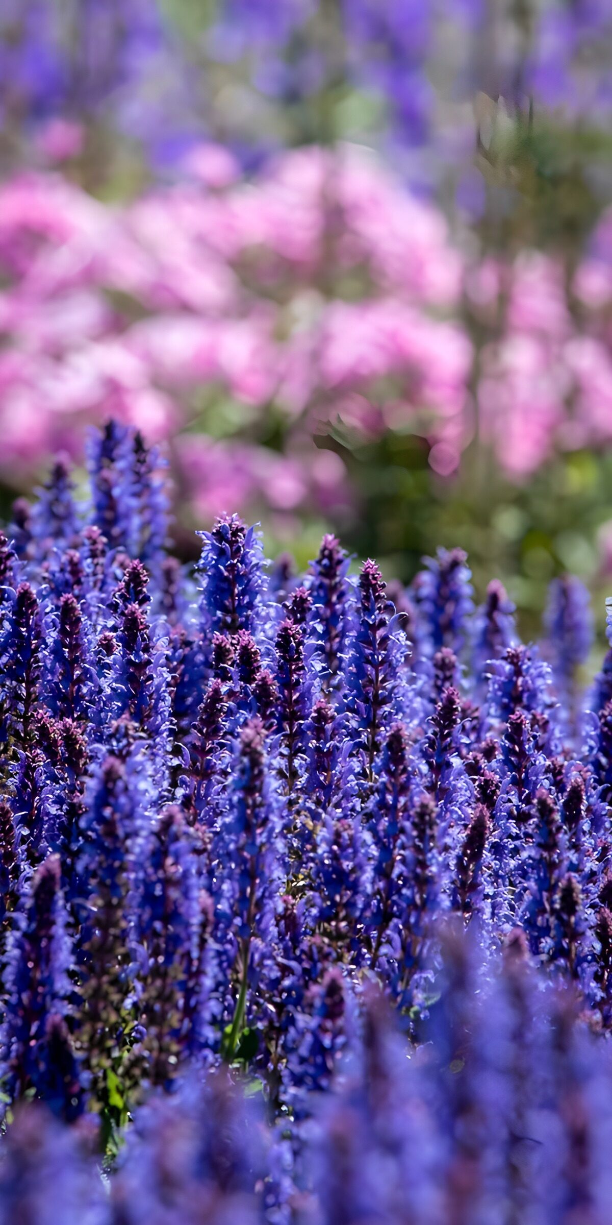 TPFR40979: Champ de fleurs violettes en été