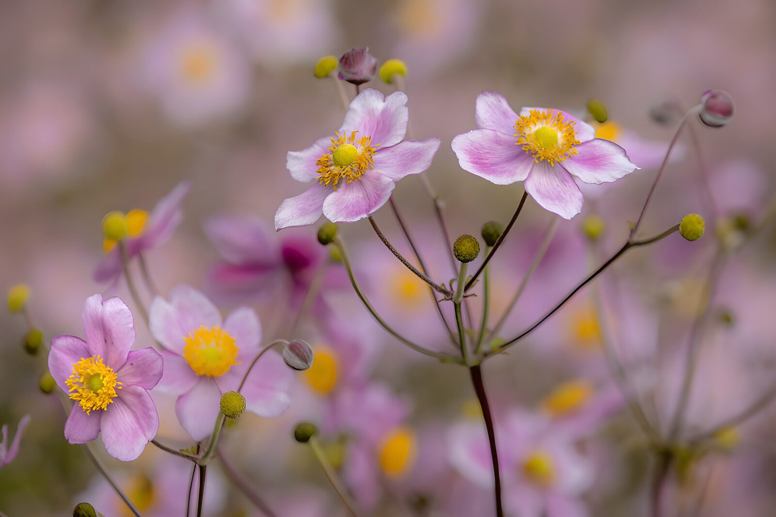 TPFR74325: Fleurs délicates en rose et jaune