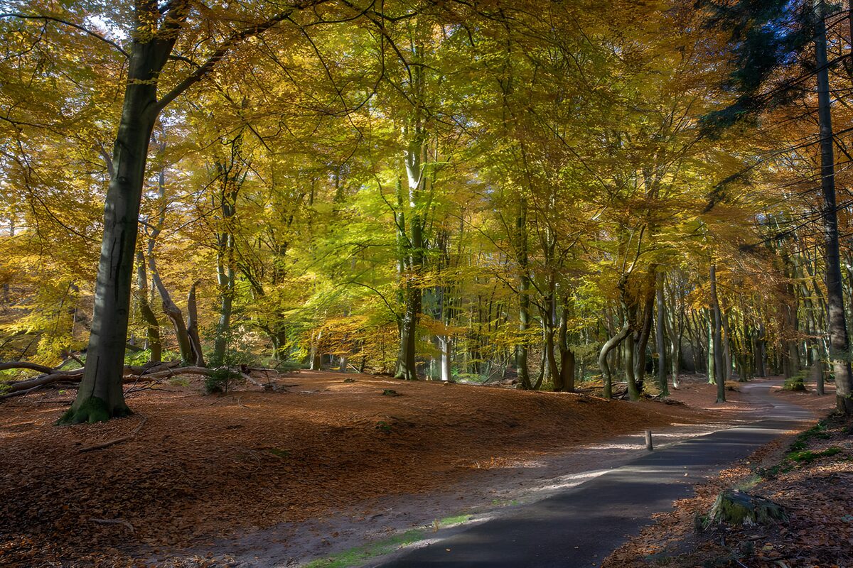 Forêt automnale aux couleurs vives