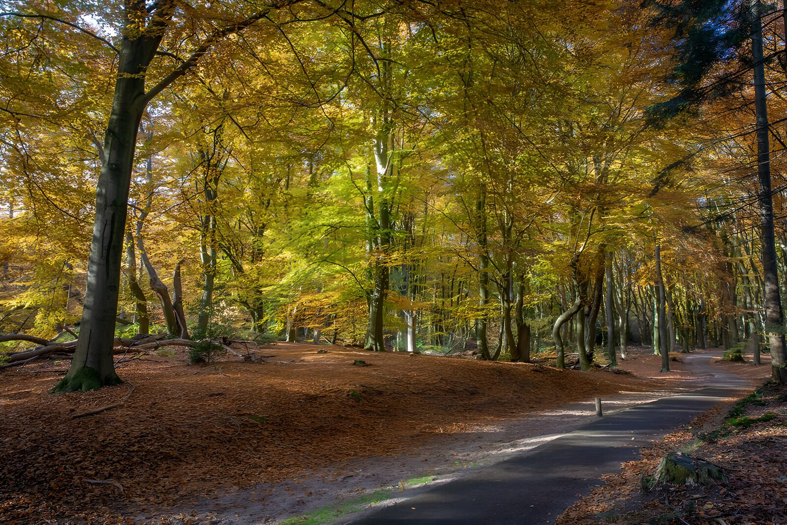 TPFR87815: Forêt automnale aux couleurs vives