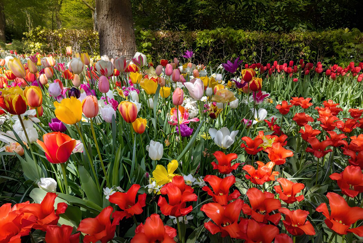 TPFR55579: Jardin de tulipes colorées au printemps