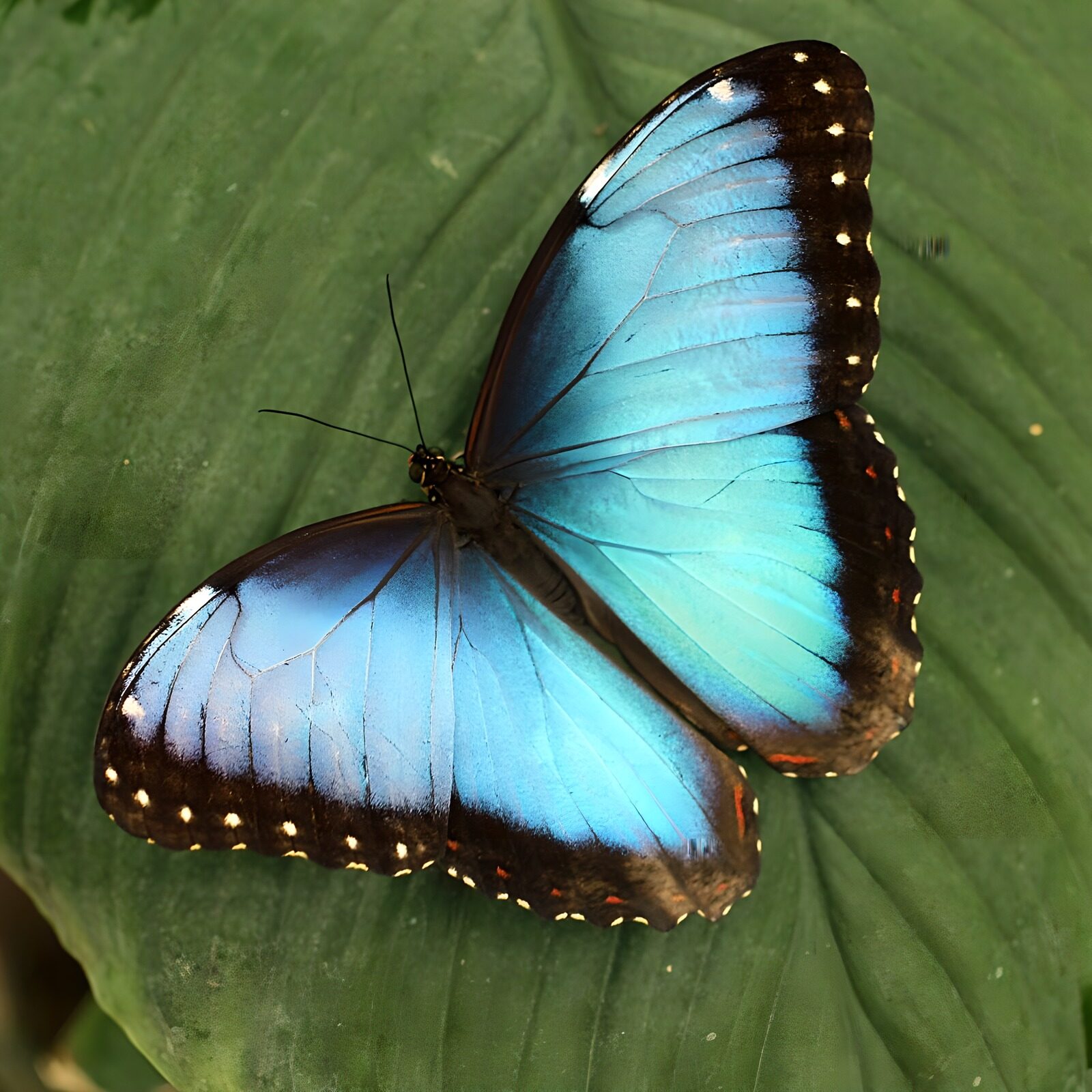 TPFR89619: Papillon bleu élégant sur une feuille