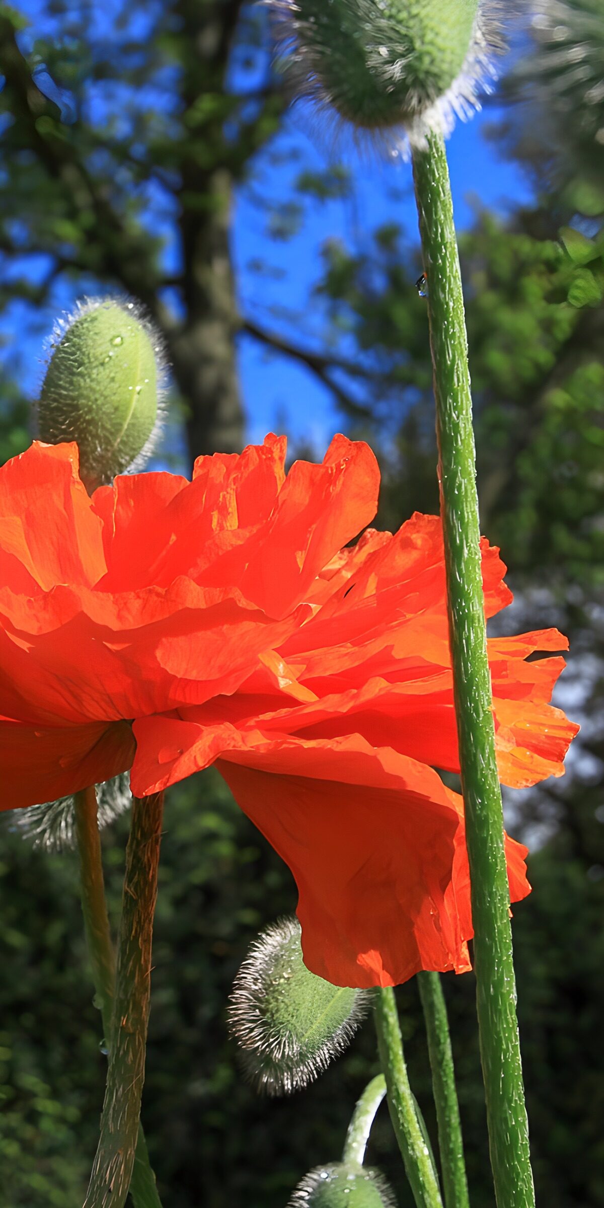 TPFR83829: Fleur de pavot éclatante sous le ciel