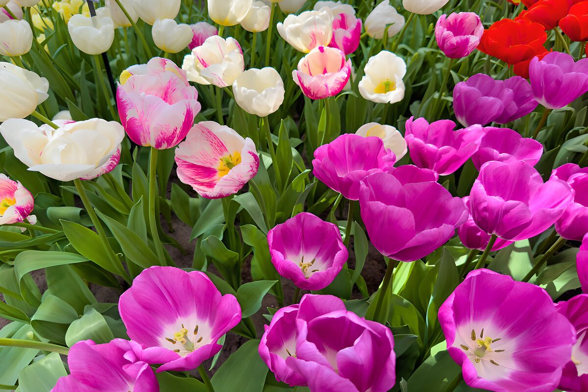 Champs de tulipes colorées au printemps