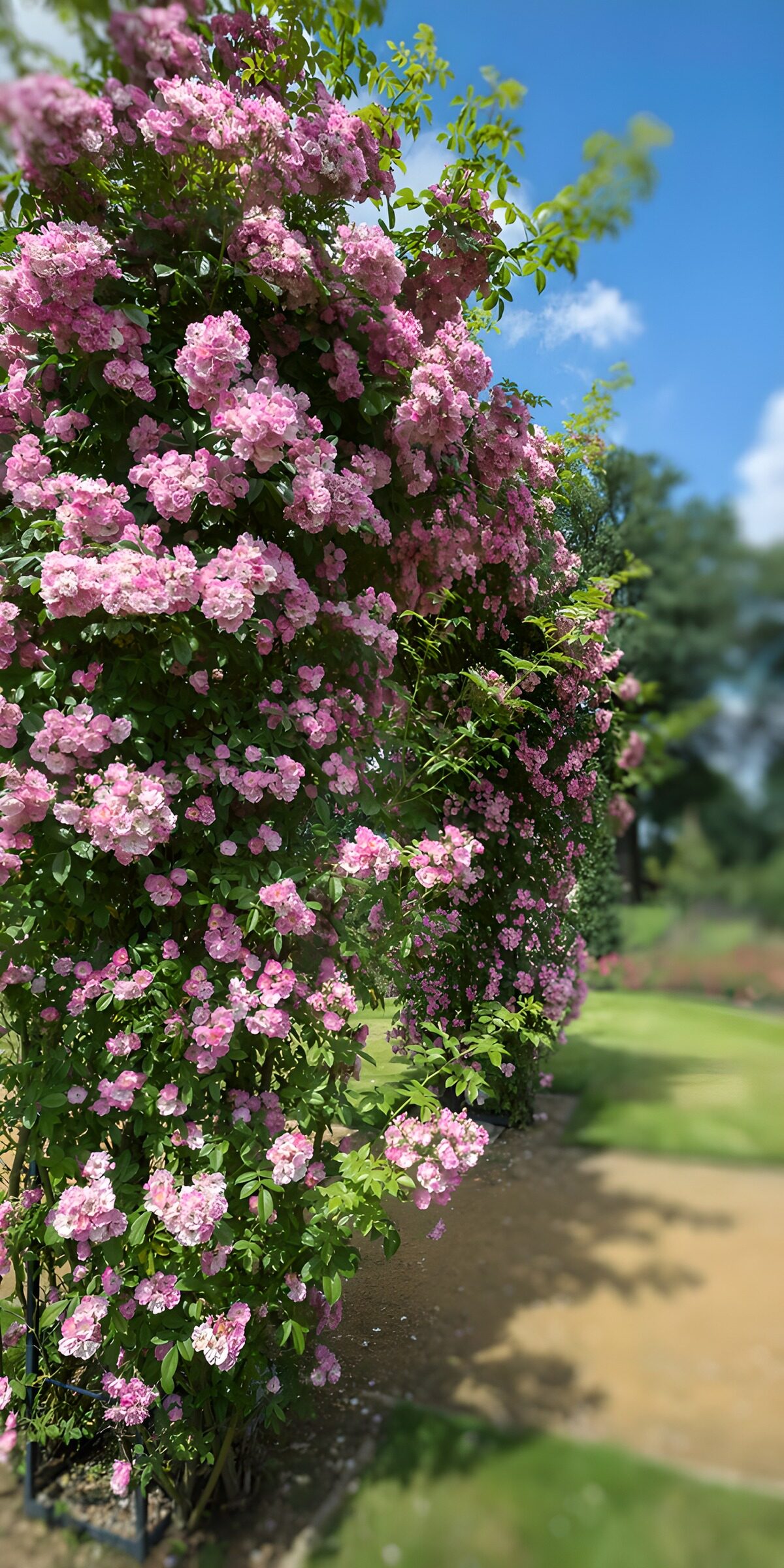TPFR69658: Vigne de roses en fleur