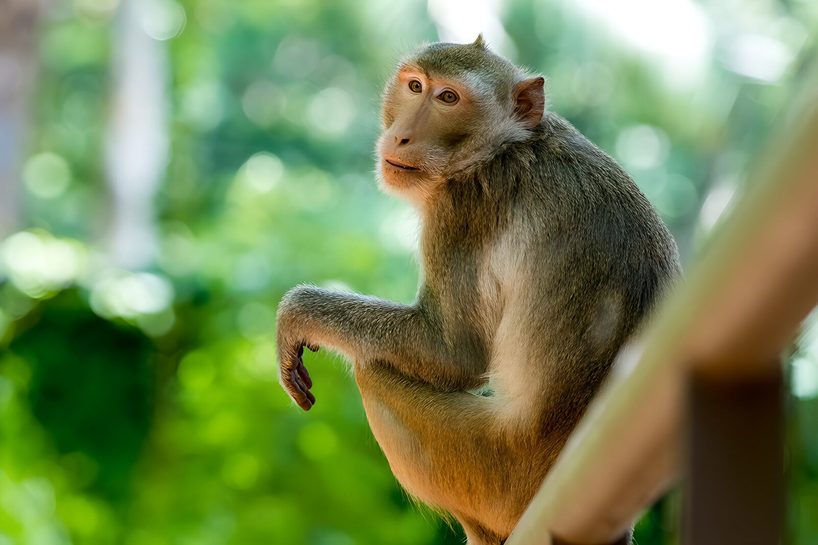 TPFR11440: Singe contemplatif dans la forêt