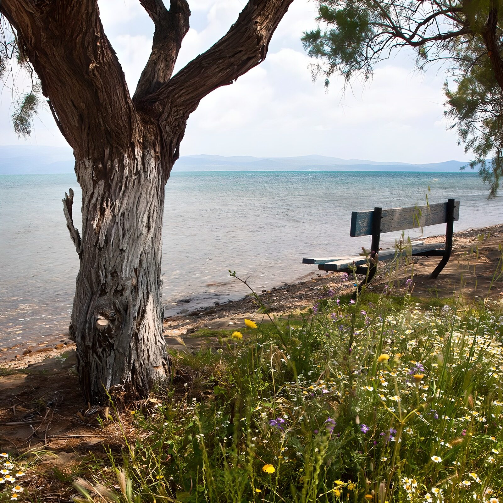 TPFR37977: Rivage paisible au bord de l'eau