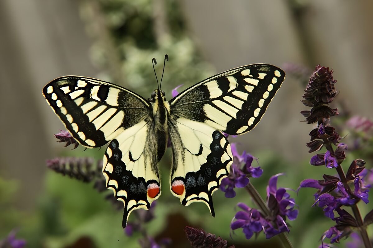 TPFR91563: Papillon sur une fleur violette