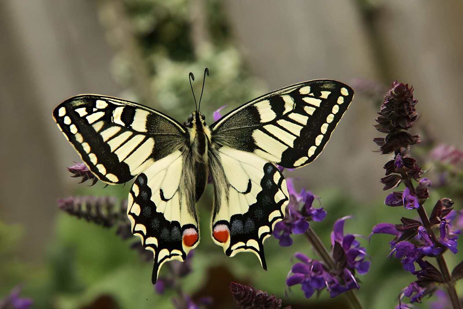 TPFR91563: Papillon sur une fleur violette