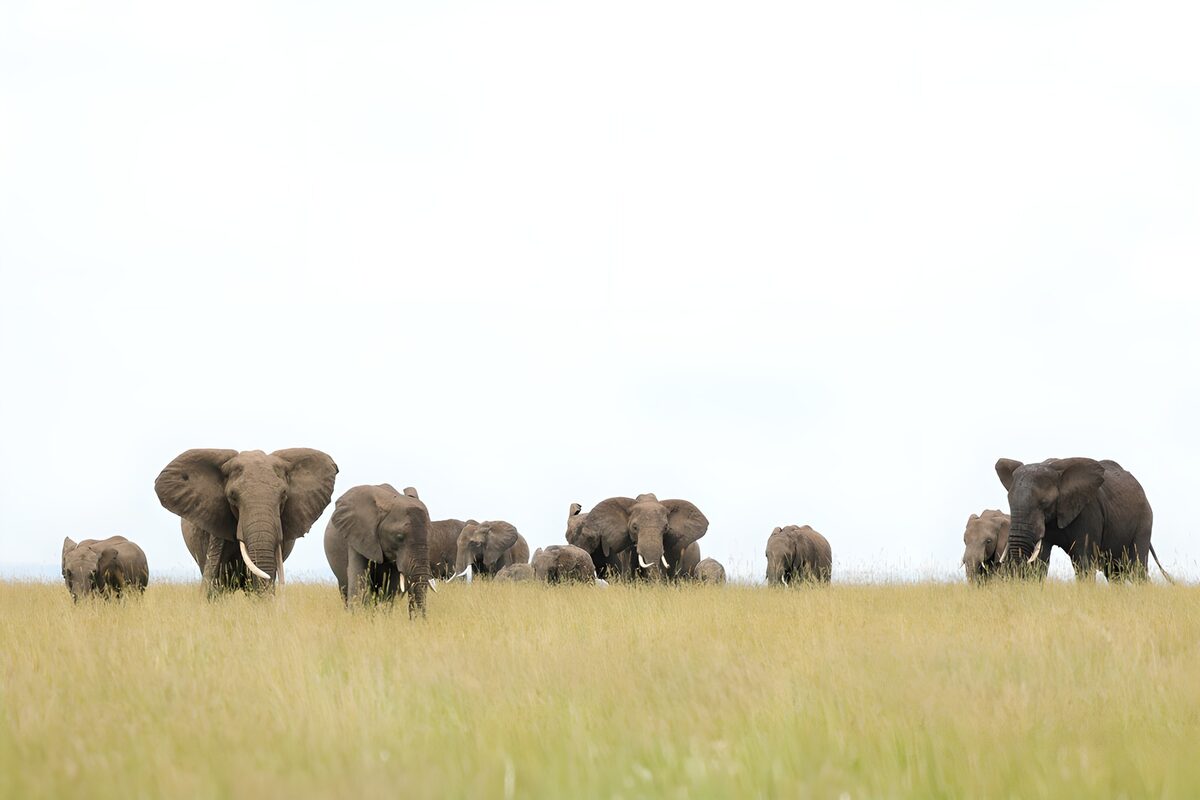 TPFR53069: Groupe d'éléphants dans la savane