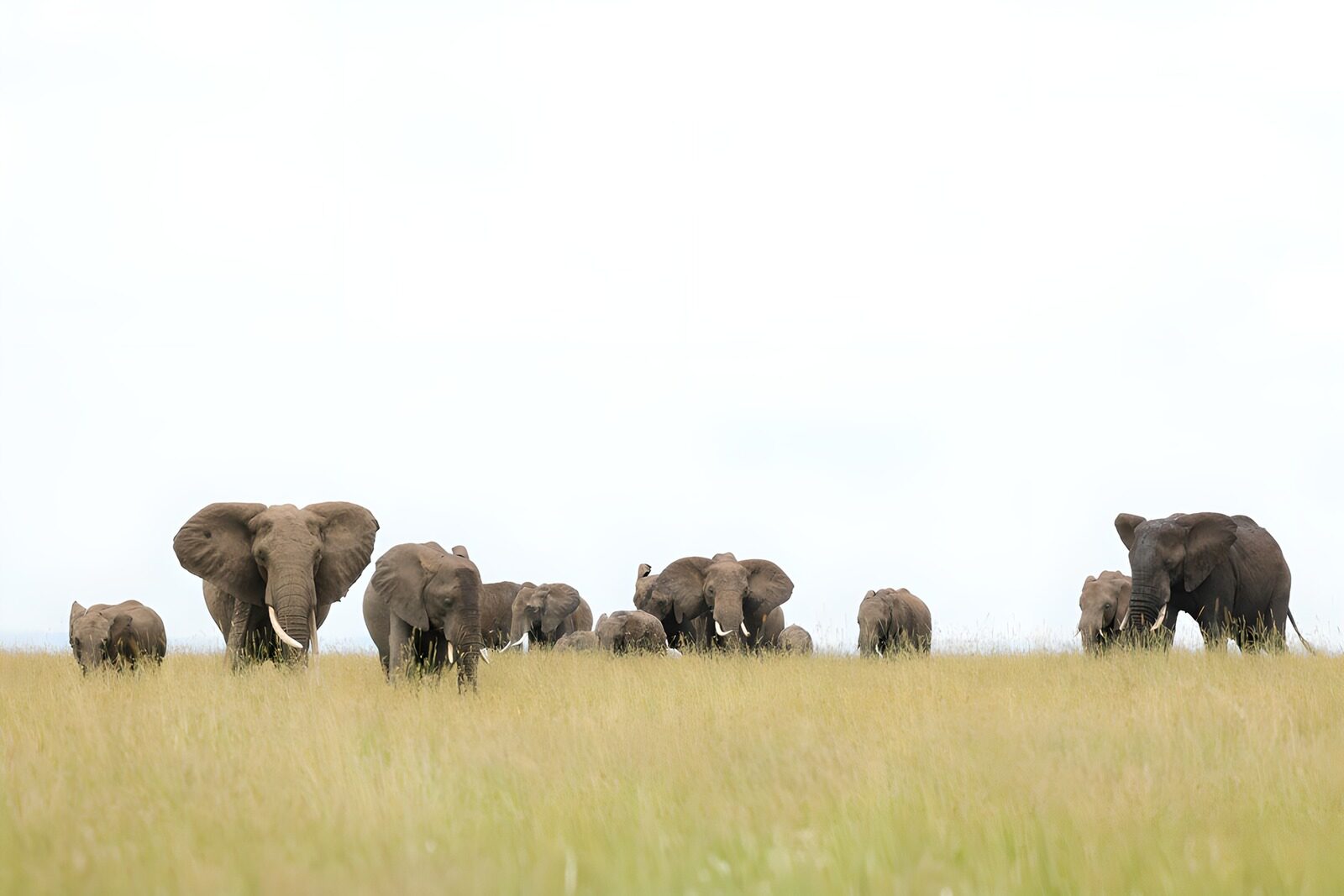 TPFR53069: Groupe d'éléphants dans la savane