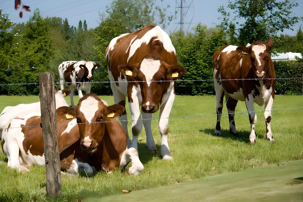 TPFR16577: Vache 16
