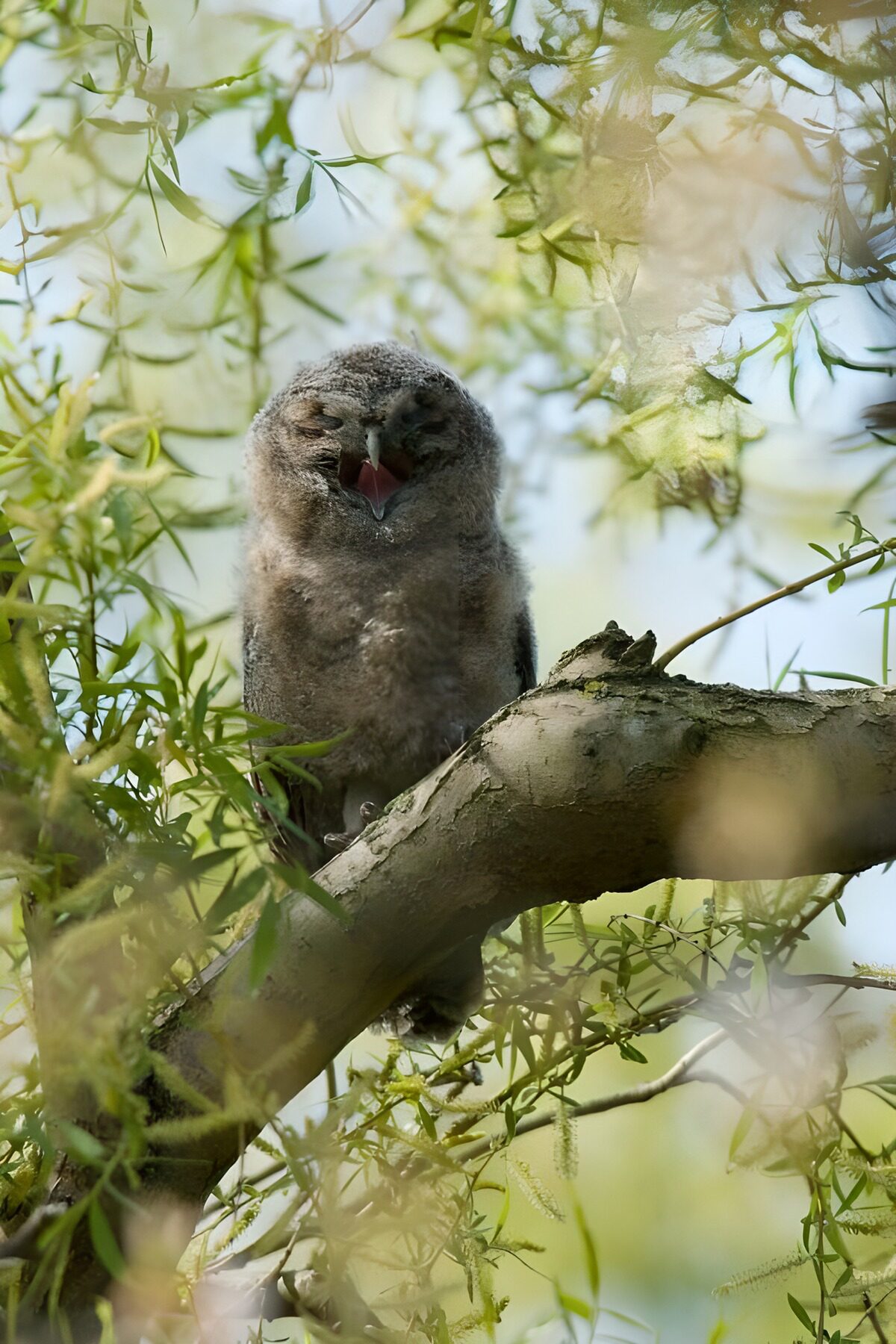 Hibou mignon sur une branche