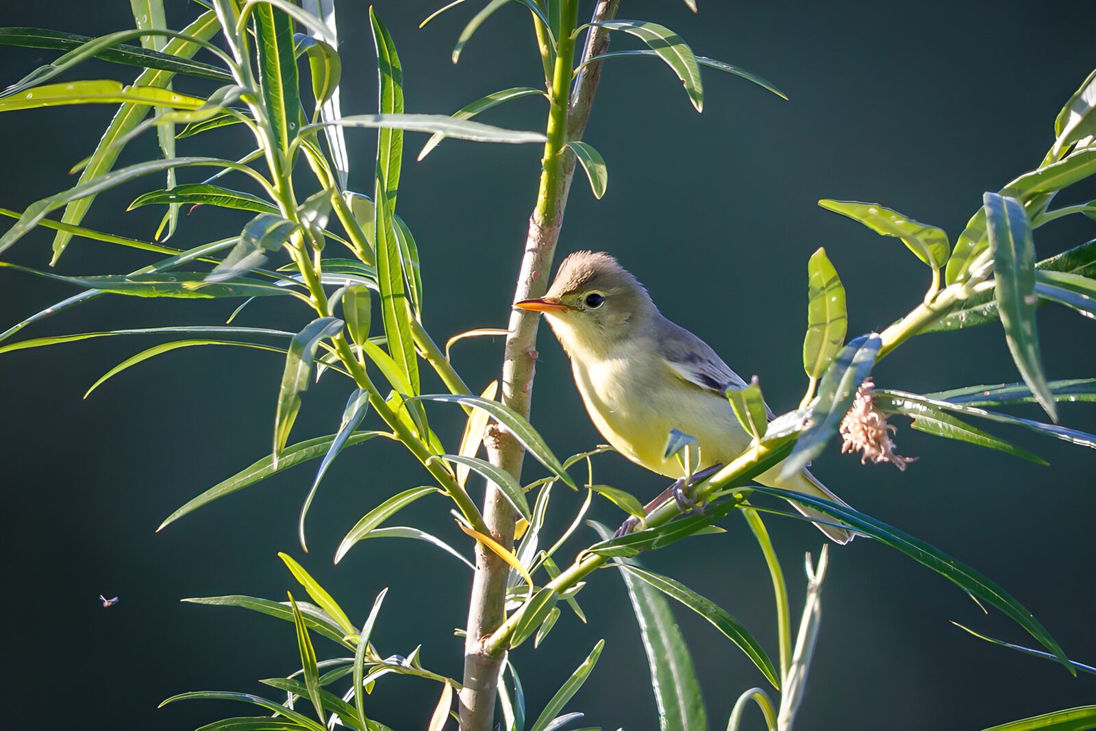 TPFR33354: Petit oiseau parmi les feuilles vertes