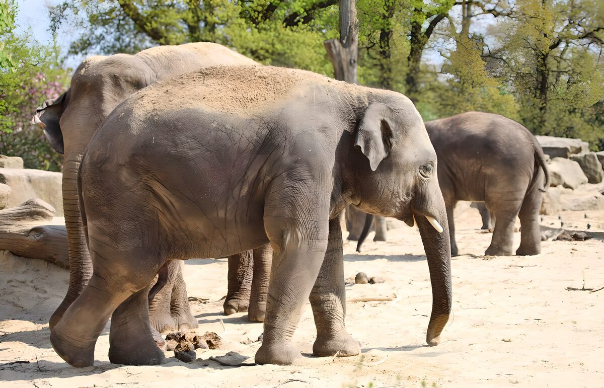 Élphants dans la savane