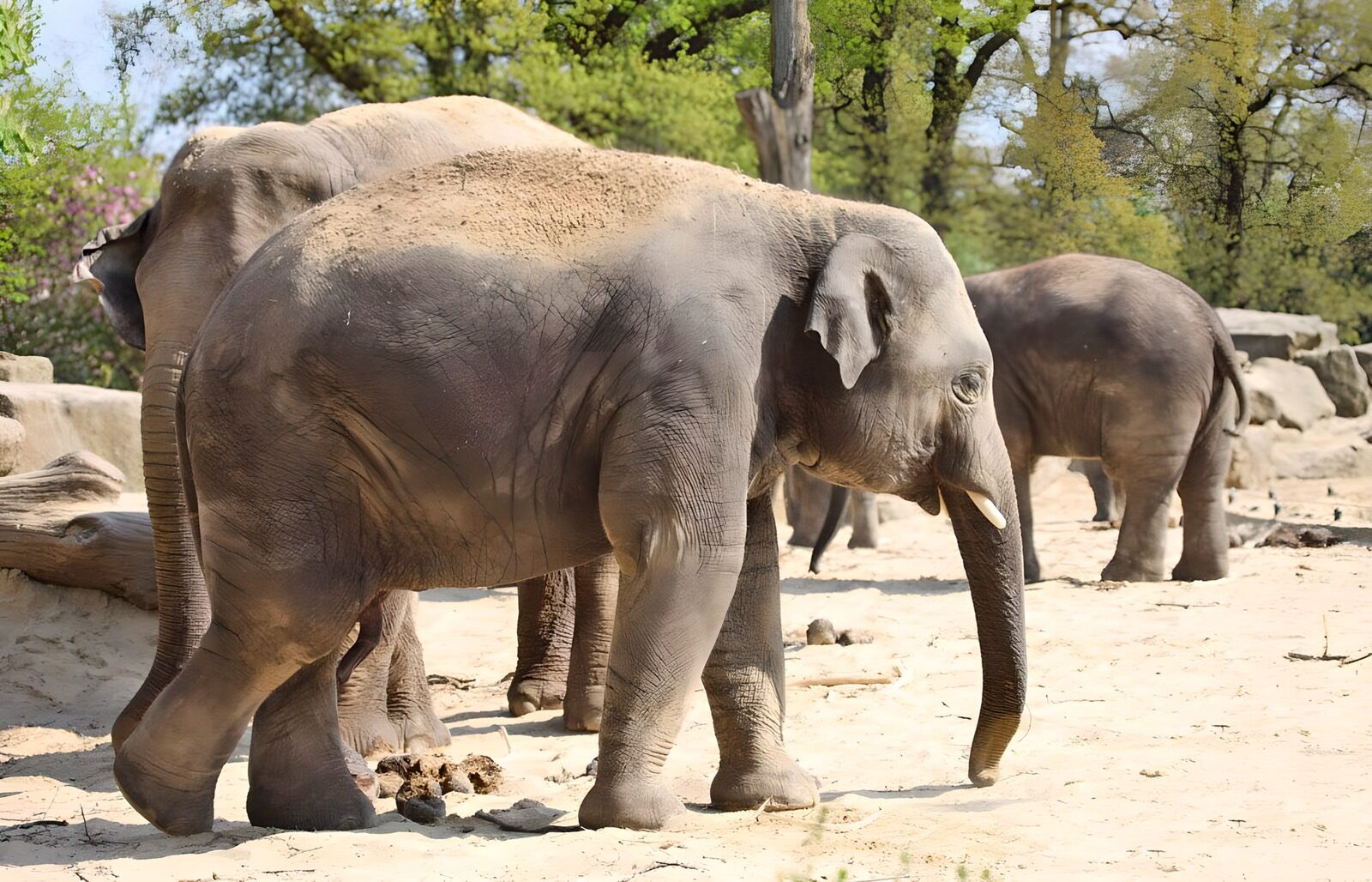 TPFR94373: Élphants dans la savane