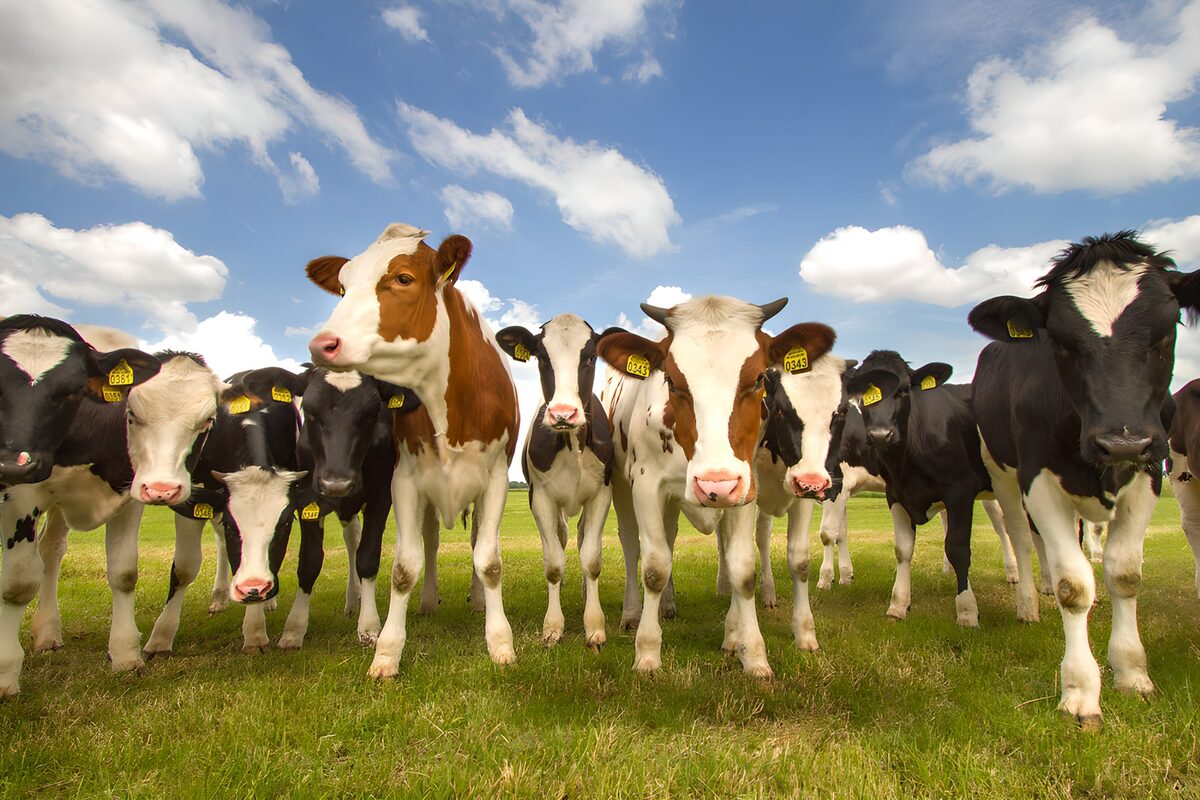 TPFR65501: Vaches dans un champ sous le ciel bleu