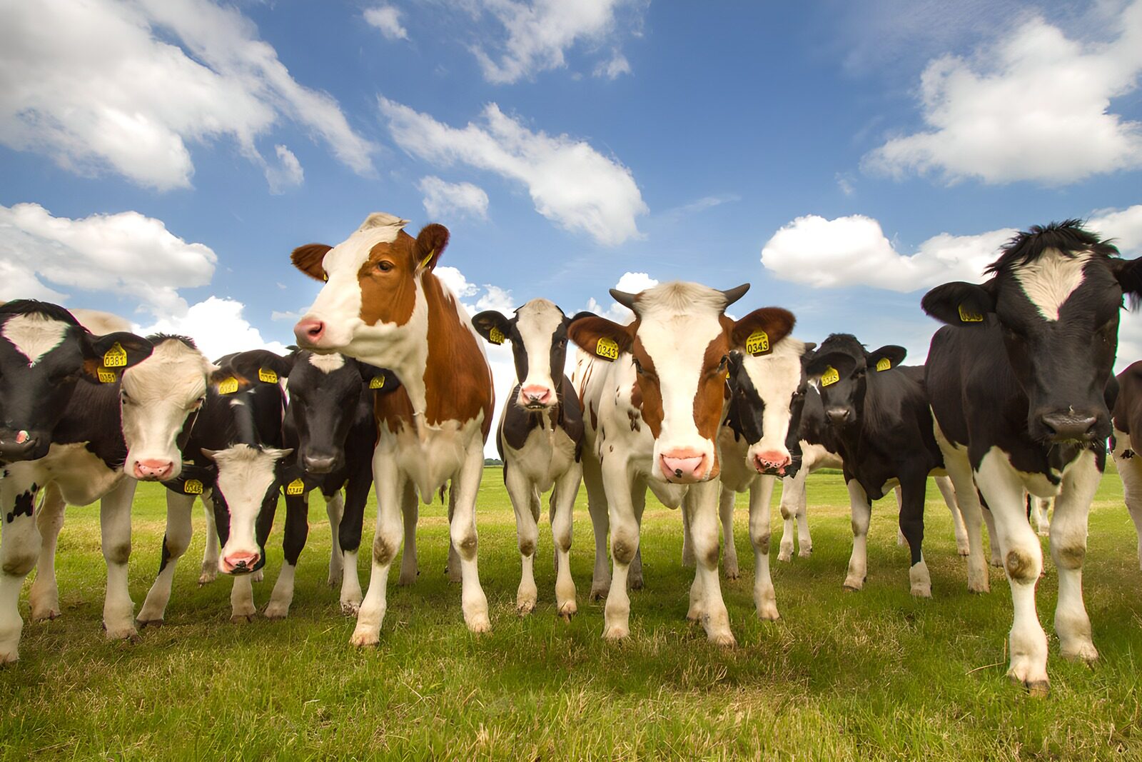 TPFR65501: Vaches dans un champ sous le ciel bleu