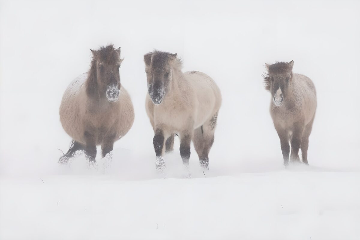 TPFR30926: Chevaux dans la tempête de neige