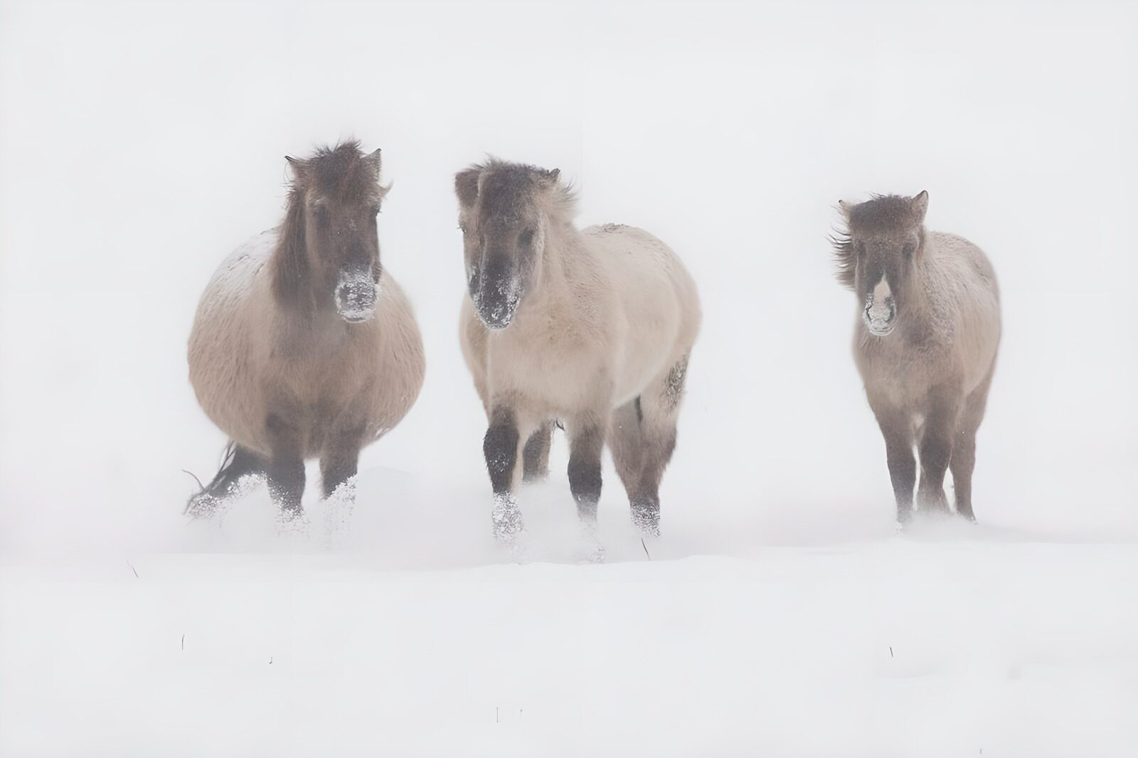 TPFR30926: Chevaux dans la tempête de neige