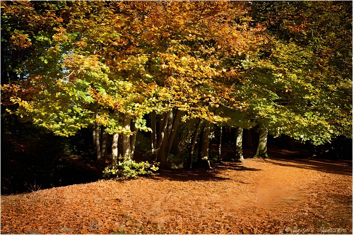 TPFR70202: Forêt d'automne aux feuilles dorées