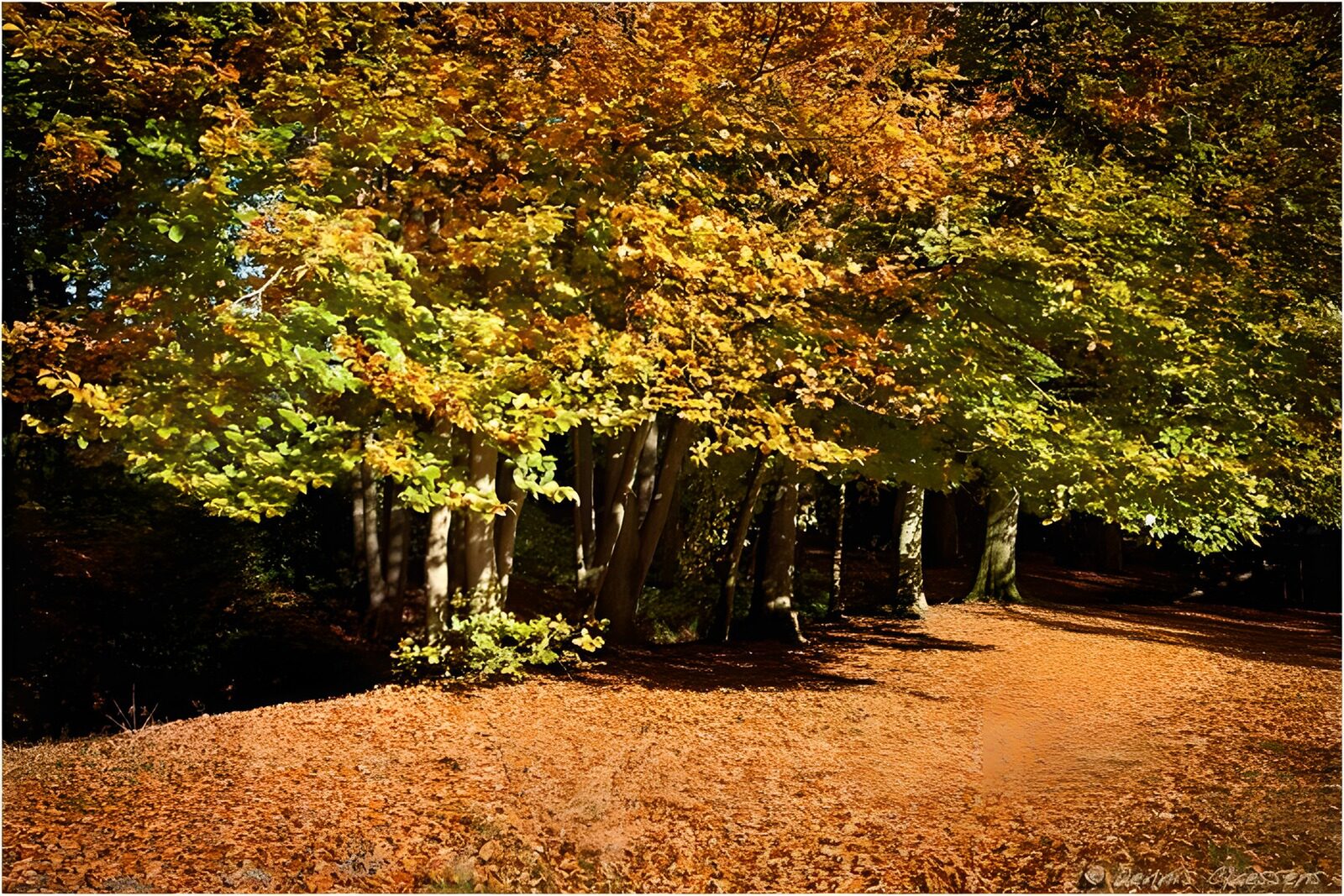 TPFR70202: Forêt d'automne aux feuilles dorées