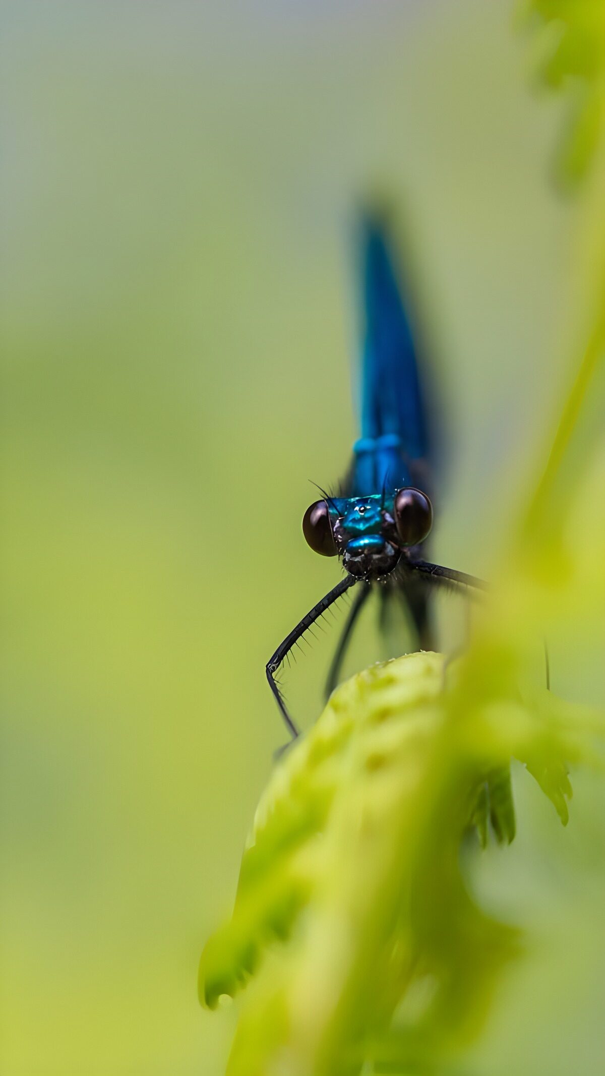 TPFR73025: Libellule bleue sur une feuille verte