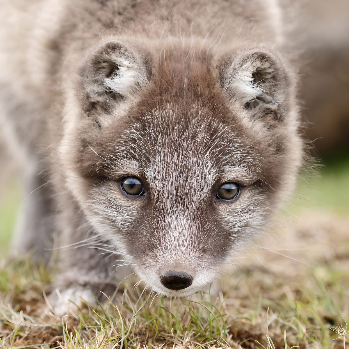 Renard arctique curieux